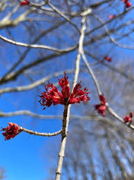 Attēlu rezultāti vaicājumam “Carpinus caroliniana male flower”