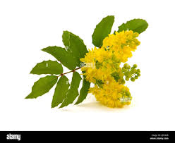 Attēlu rezultāti vaicājumam “Mahonia aquifolium flower”