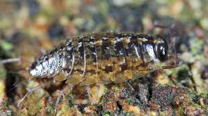 Attēlu rezultāti vaicājumam “Ligidium hypnorum”