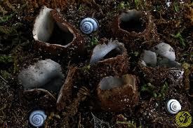 Attēlu rezultāti vaicājumam “Geopora arenicola”