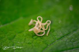 Attēlu rezultāti vaicājumam “Nematomorpha”