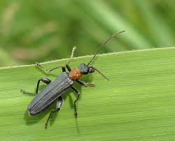 Attēlu rezultāti vaicājumam “Oedemera croceicollis”