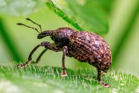 Attēlu rezultāti vaicājumam “Curculionidae”
