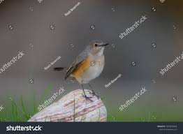 Image result for Irania gutturalis