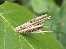 Attēlu rezultāti vaicājumam “Psyche casta”