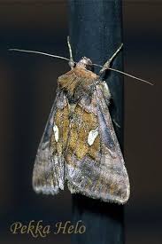 Attēlu rezultāti vaicājumam “Autographa excelsa”