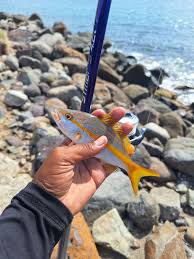 Image result for Ocyurus chrysurus