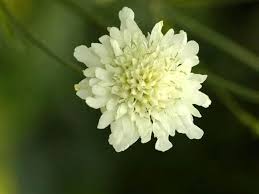 Image result for Scabiosa ochroleuca