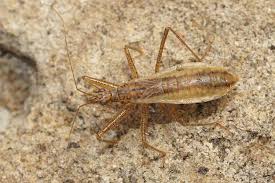 Attēlu rezultāti vaicājumam “Nabis limbatus”