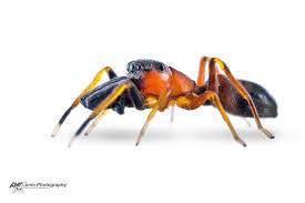 Attēlu rezultāti vaicājumam “Ancylis apicella”