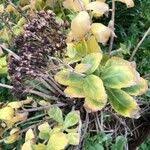 Attēlu rezultāti vaicājumam “Hylotelephium maximum leaf”