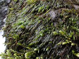 Attēlu rezultāti vaicājumam “Hygroamblystegium tenax”