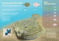 Image result for Platichthys flesus