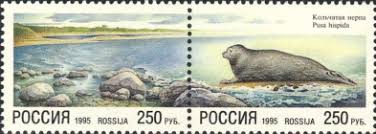 Image result for Pusa hispida