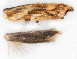 Attēlu rezultāti vaicājumam “Epermenia falciformis”