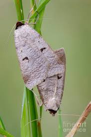 Attēlu rezultāti vaicājumam “Lygephila pastinum”