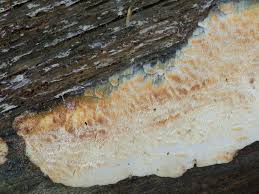 Attēlu rezultāti vaicājumam “Skeletocutis odora”