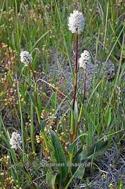 Attēlu rezultāti vaicājumam “Bistorta major”