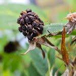 Attēlu rezultāti vaicājumam “Poa nemoralis fruit”