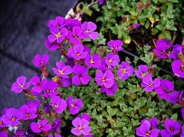 Image result for Aubrieta hybrida (cultorum)