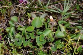 Attēlu rezultāti vaicājumam “Viola rupestris leaf”