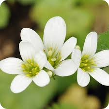 Attēlu rezultāti vaicājumam “Saxifraga granulata leaf”