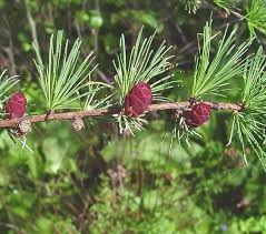 Attēlu rezultāti vaicājumam “Larix”