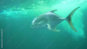 Image result for Caranx hippos