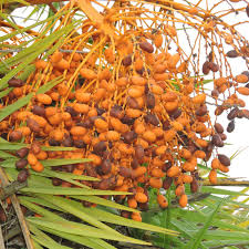 Attēlu rezultāti vaicājumam “Anemone sylvestris fruit”