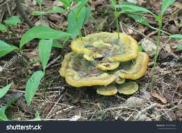 Attēlu rezultāti vaicājumam “Phaeolus schweinitzii”