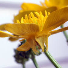 Attēlu rezultāti vaicājumam “Ranunculus bulbosus flower”