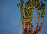 Attēlu rezultāti vaicājumam “Bryum pseudotriquetrum”