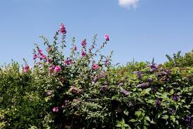 Image result for Lavatera thuringiaca