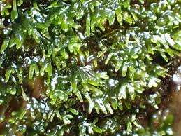 Attēlu rezultāti vaicājumam “Riccardia palmata”