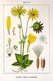 Image result for Arnika