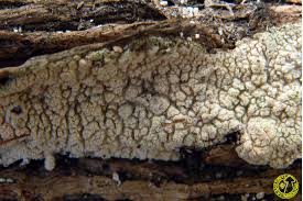 Attēlu rezultāti vaicājumam “Crustoderma dryinum”