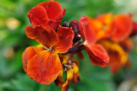 Image result for Cheiranthus cheiri