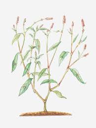 Attēlu rezultāti vaicājumam “Persicaria maculosa”