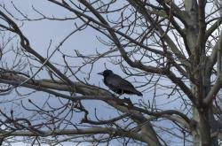 Attēlu rezultāti vaicājumam “Corvus corax adult”