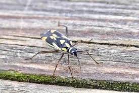 Attēlu rezultāti vaicājumam “Grypocoris sexguttatus”