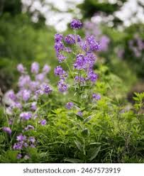 Attēlu rezultāti vaicājumam “Hesperis matronalis leaf”
