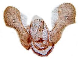 Attēlu rezultāti vaicājumam “Pammene rhediella”