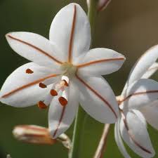 Image result for Asphodelus fistulosus