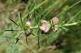 Attēlu rezultāti vaicājumam “Geocrypta galii”