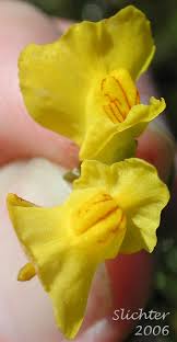 Attēlu rezultāti vaicājumam “Utricularia vulgaris flower”