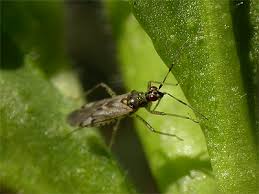 Attēlu rezultāti vaicājumam “Dicyphus nymph”