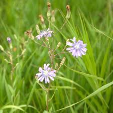 Attēlu rezultāti vaicājumam “Lactuca tatarica flower”