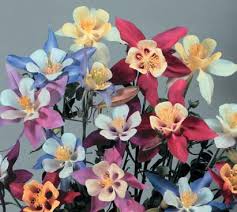 Image result for Tanacetum parthenium 'Tetraweiss'