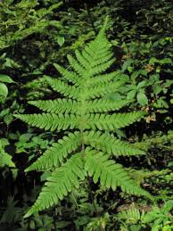 Attēlu rezultāti vaicājumam “Phegopteris connectilis”