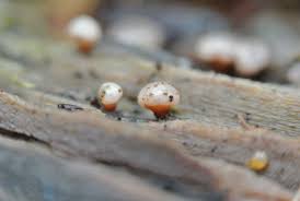 Attēlu rezultāti vaicājumam “Amaurochaete atra spores”